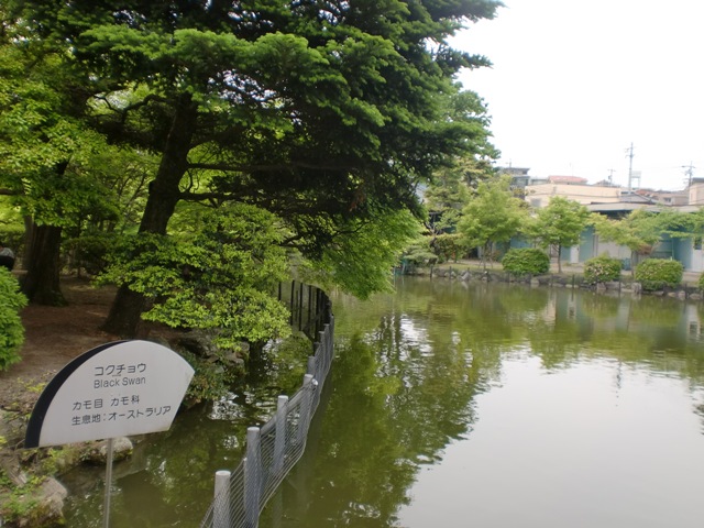 ブログ記事「正門を入ってすぐ右側にあるこの池に動物がいるのをご存知ですか？」のサムネイル画像