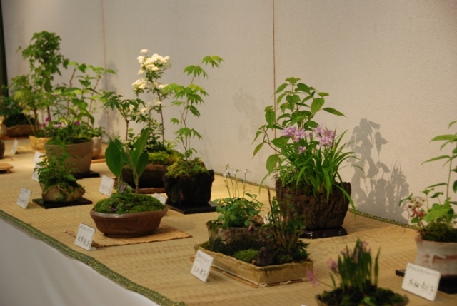 ブログ記事「植物会館展示会「春の山野草展」のお知らせ」のサムネイル画像