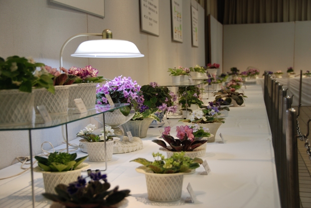 ブログ記事「植物会館展示会「セントポーリア展」のお知らせ」のサムネイル画像