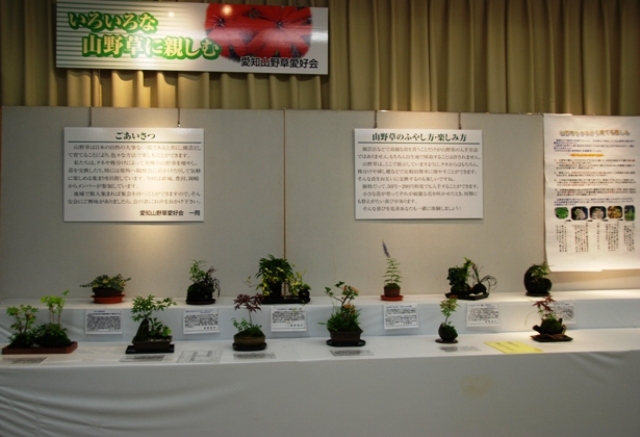 ブログ記事「植物会館展示会「いろいろな山野草の楽しみ」のお知らせ」のサムネイル画像