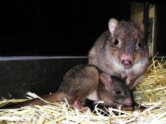 ブログ記事「フサオネズミカンガルーの赤ちゃん」のサムネイル画像