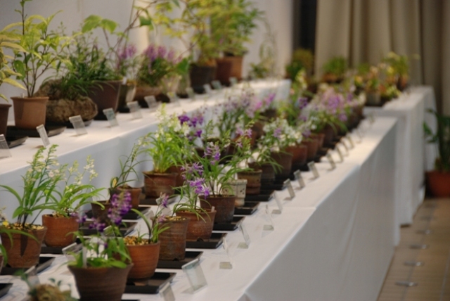 ブログ記事「植物会館展示会「初夏の野生蘭展」のお知らせ」のサムネイル画像