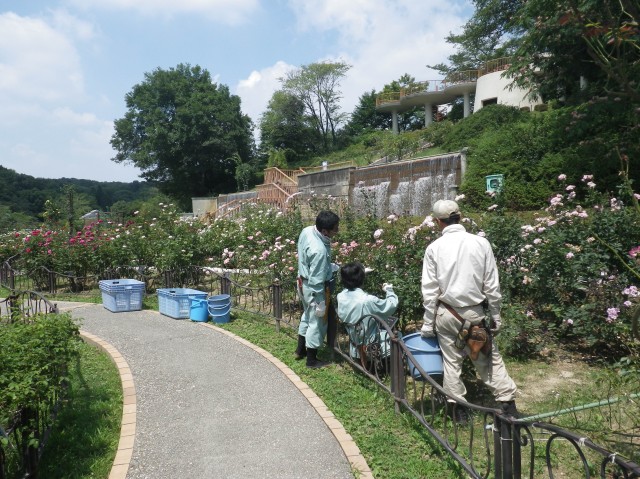 ブログ記事「しばらくバラ園がさみしくなります。」のサムネイル画像