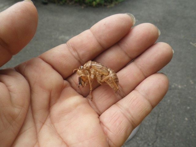 ブログ記事「夏の抜け殻」のサムネイル画像
