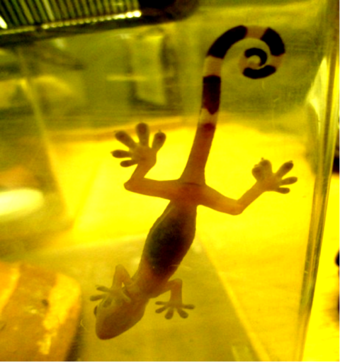爬虫類の赤ちゃん オフィシャルブログ 東山動植物園