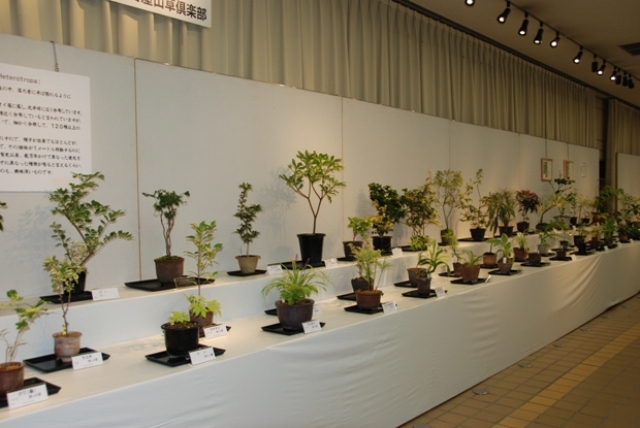 ブログ記事「植物会館展示会「カンアオイと柄物植物展」のお知らせ」のサムネイル画像