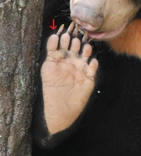 クマの足 オフィシャルブログ 東山動植物園