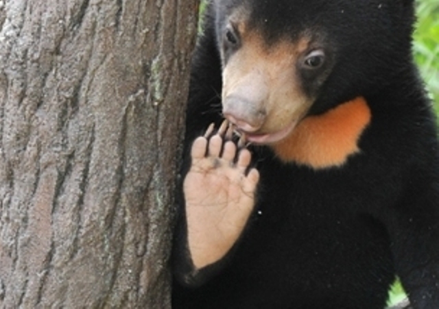 ブログ記事「クマの足」のサムネイル画像