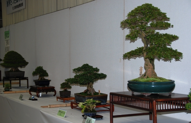 ブログ記事「植物会館展示会「秋季さつき展」のお知らせ」のサムネイル画像
