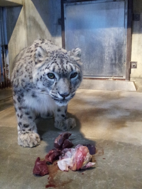 ブログ記事「ユキヒョウ☆ミュウです☆」のサムネイル画像