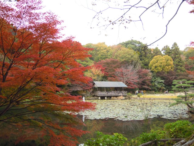 ブログ記事「紅葉情報2012（2）見頃迫る！！植物園の紅葉」のサムネイル画像