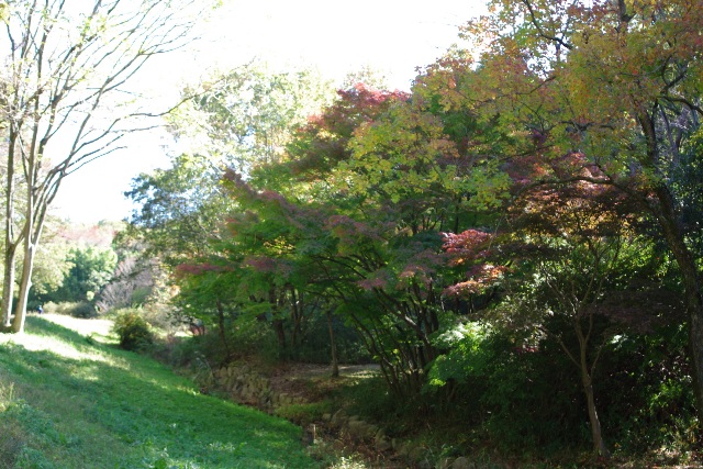 ブログ記事「平和公園の紅葉（その１）くらしの森」のサムネイル画像