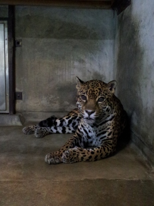 ブログ記事「「チャゲ♪アスカ♪オウガ♪」ジャガーとペルシャヒョウの公開」のサムネイル画像