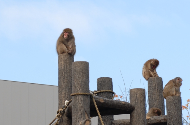 ブログ記事「ニホンザルのムコドノが群れに戻りました」のサムネイル画像