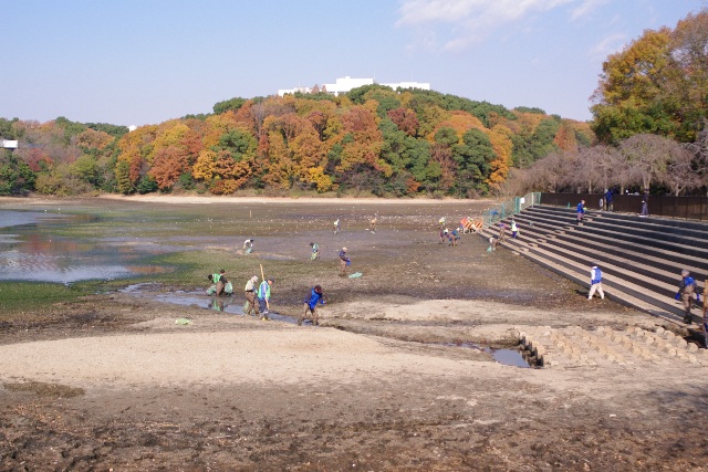 ブログ記事「猫が洞池　かいぼり生物調査（平和公園）」のサムネイル画像