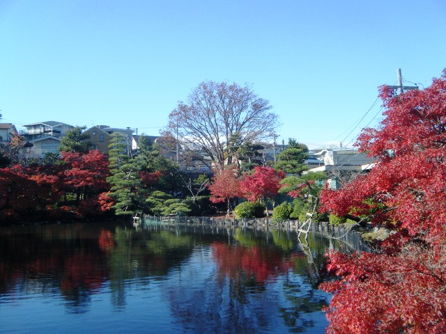 ブログ記事「植え替わりました」のサムネイル画像