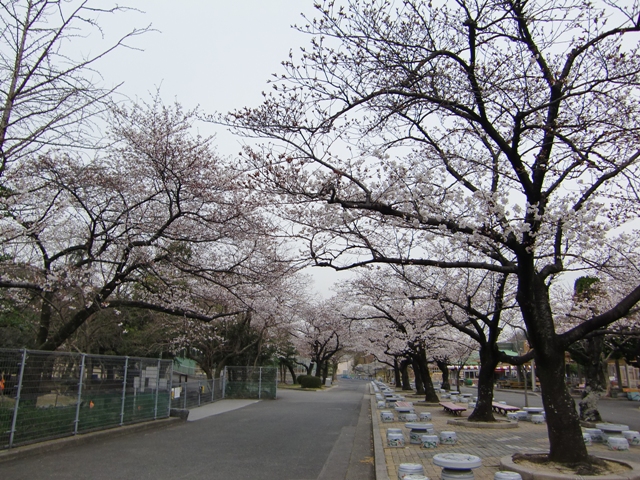 ブログ記事「桜情報２０１３（４）　〜５分咲きです！〜」のサムネイル画像