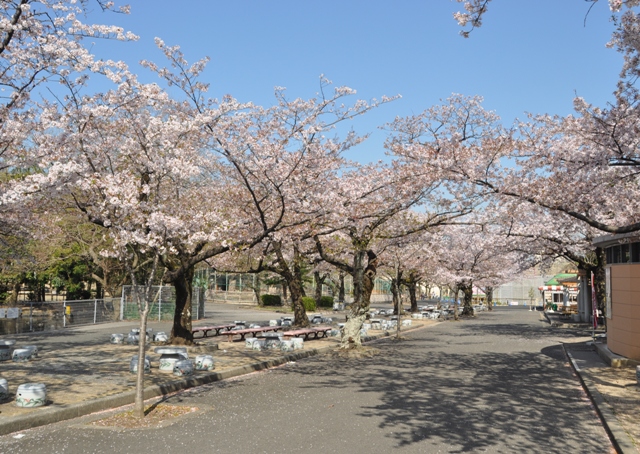 ブログ記事「桜情報２０１３（７）　〜まだまだいけます〜」のサムネイル画像