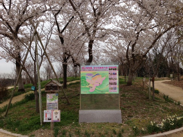 ブログ記事「桜が連日満開です！」のサムネイル画像