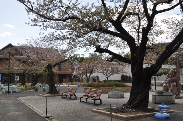 ブログ記事「桜情報２０１３（8）　〜ソメイヨシノは散り果て・・〜」のサムネイル画像