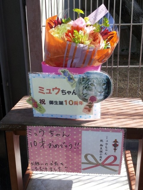 ブログ記事「ユキヒョウのミュウ祝10才☆」のサムネイル画像