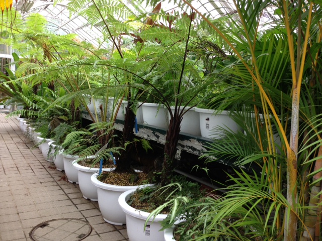 ブログ記事「温室内植物の一部が引っ越し準備中です！」のサムネイル画像
