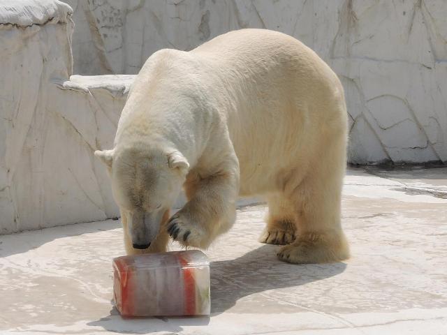 ブログ記事「今年も氷をプレゼント！」のサムネイル画像
