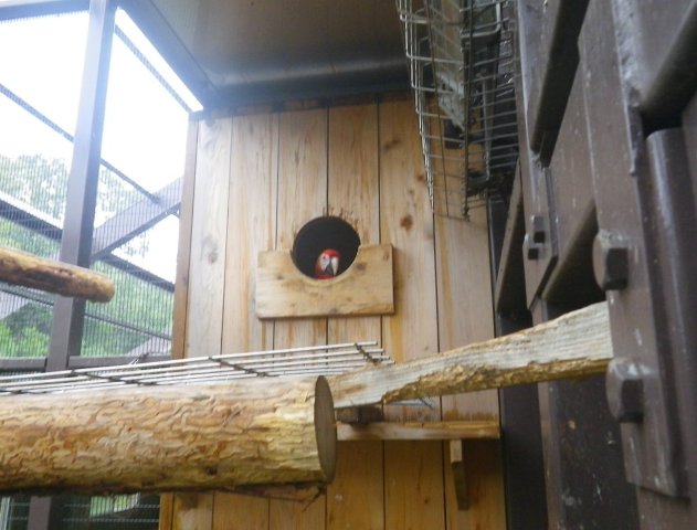 ブログ記事「アカコンゴウインコのヒナが顔を出しました。」のサムネイル画像