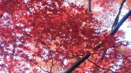 ブログ記事「植物園「もみじのトンネル」が見ごろです！」のサムネイル画像