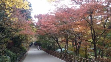 ブログ記事「植物園「初めての紅葉ライトアップ」が始まります！」のサムネイル画像