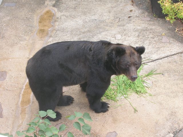 ブログ記事「クマの越冬の準備が始まりました。」のサムネイル画像