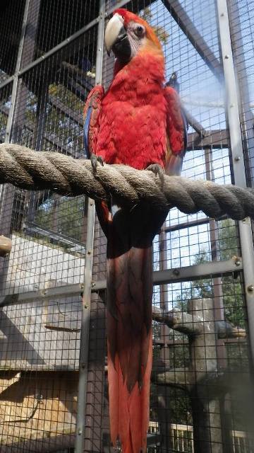 ブログ記事「アカコンゴウインコのキイロが死亡しました」のサムネイル画像