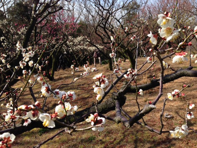 ブログ記事「梅が見ごろです！」のサムネイル画像