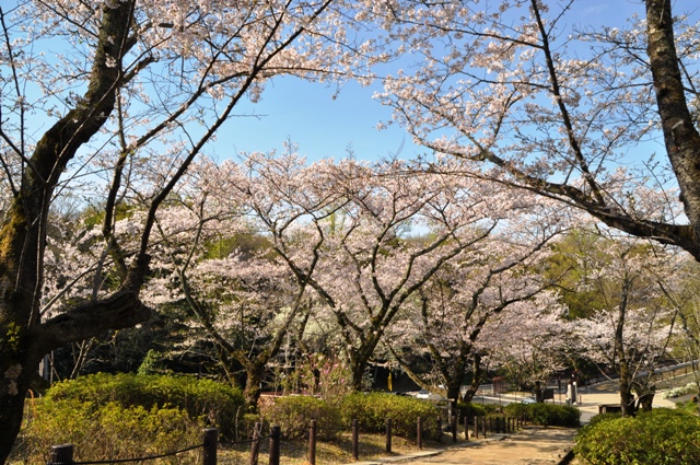 ブログ記事「桜情報2014(5）　〜まだまだがんばっています！！〜」のサムネイル画像