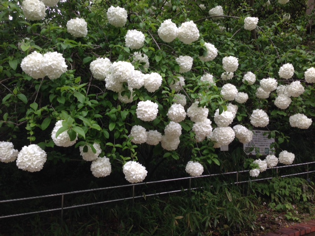 ブログ記事「白い花？を2種！」のサムネイル画像
