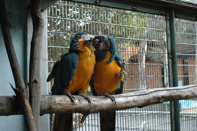 ブログ記事「アオキコンゴウインコ、一歩前進！」のサムネイル画像