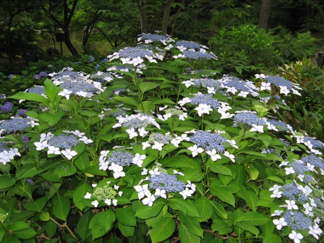 ブログ記事「トリビアを覚えて植物園へ行こう　〜アジサイの語源〜」のサムネイル画像
