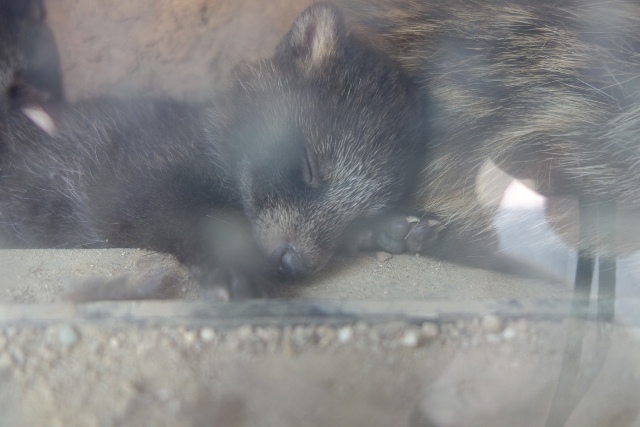ブログ記事「ホンドタヌキの赤ちゃん公開しています」のサムネイル画像