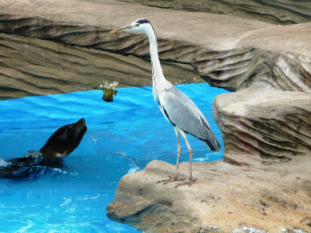 ブログ記事「素敵な鳥たち」のサムネイル画像