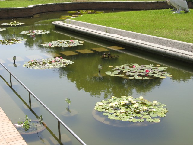 ブログ記事「トリビアを覚えて植物園へ行こう　〜植物クイズ　その４〜」のサムネイル画像