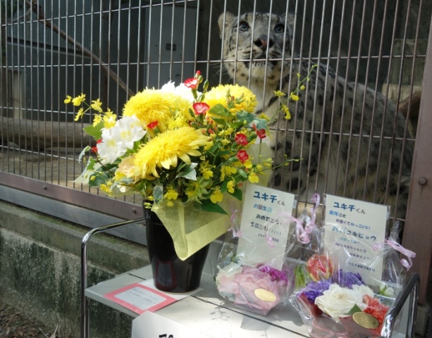 ブログ記事「ユキヒョウのユキチは今日で5歳になりました。」のサムネイル画像