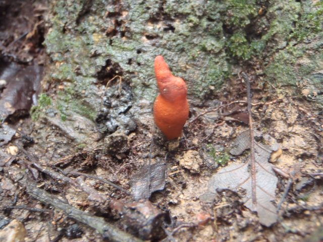 ブログ記事「平和公園にカエンタケ？？」のサムネイル画像