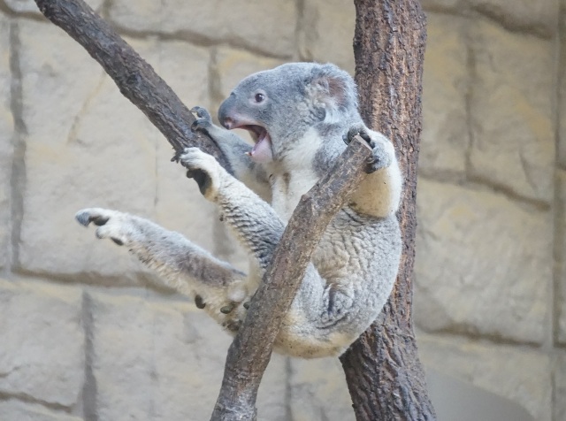 ブログ記事「コアラ飼育30年」のサムネイル画像
