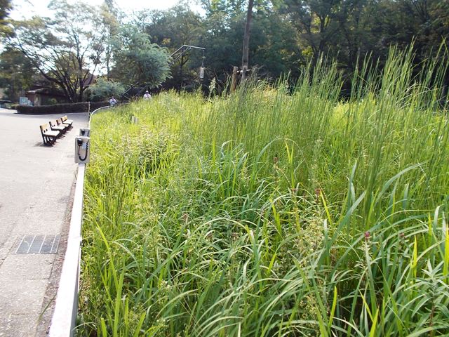 ブログ記事「草刈りヤッホ〜」のサムネイル画像