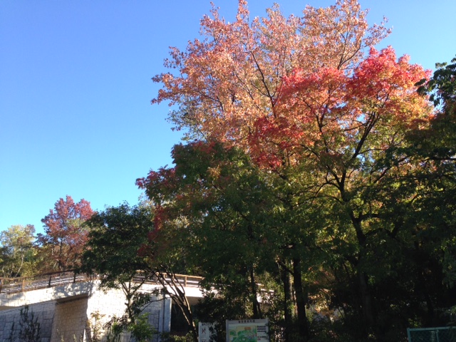 ブログ記事「紅葉の季節です！」のサムネイル画像