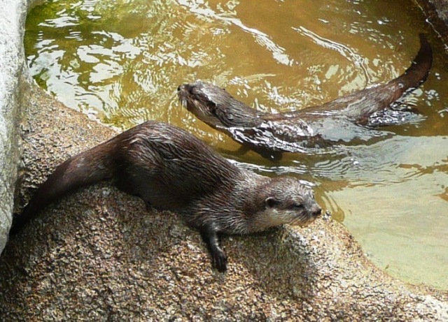 ブログ記事「動物人気投票番外編」のサムネイル画像