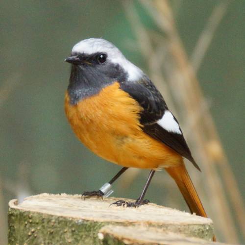 ブログ記事「冬鳥の季節」のサムネイル画像