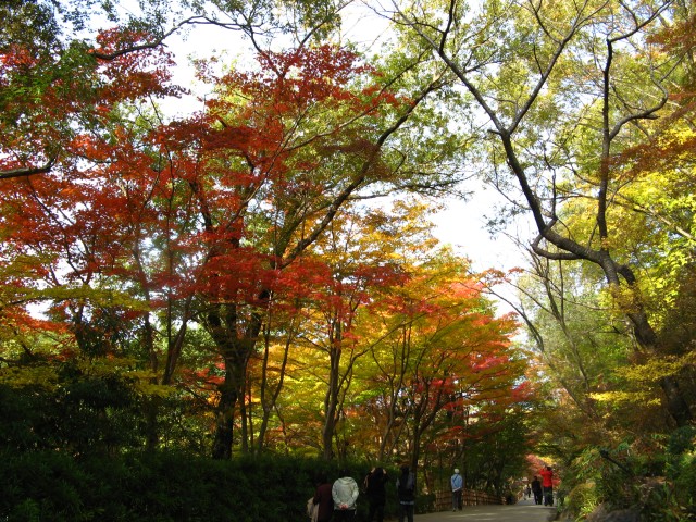 ブログ記事「平成26年の紅葉情報　〜その３〜」のサムネイル画像