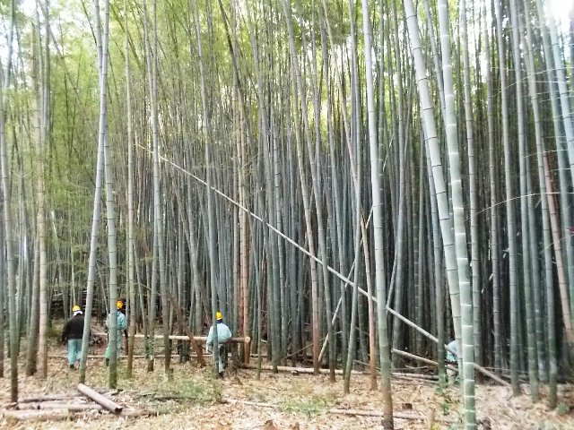 ブログ記事「それ　行け　我がタケ取り隊!!」のサムネイル画像