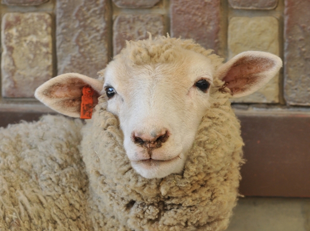 ブログ記事「今年も東山動物園五大ニュース」のサムネイル画像